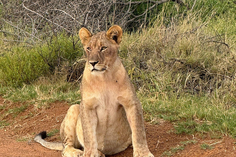Johannesburg and Pretoria half day big 5 safari tour