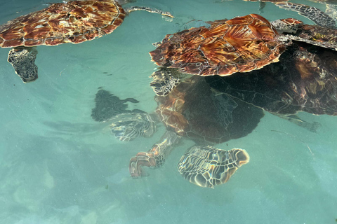 SPOTKANIE Z ŻÓŁWIAMI I KĄPIEL W JASKINI SALAAMDOŚWIADCZENIE INTERAKCJI Z ŻÓŁWIAMI I ŚWIĘTA PŁYWANIE W JASKINII SALAAM