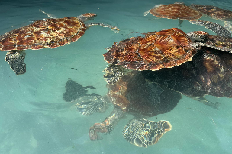 SPOTKANIE Z ŻÓŁWIAMI I KĄPIEL W JASKINI SALAAMDOŚWIADCZENIE INTERAKCJI Z ŻÓŁWIAMI I ŚWIĘTA PŁYWANIE W JASKINII SALAAM