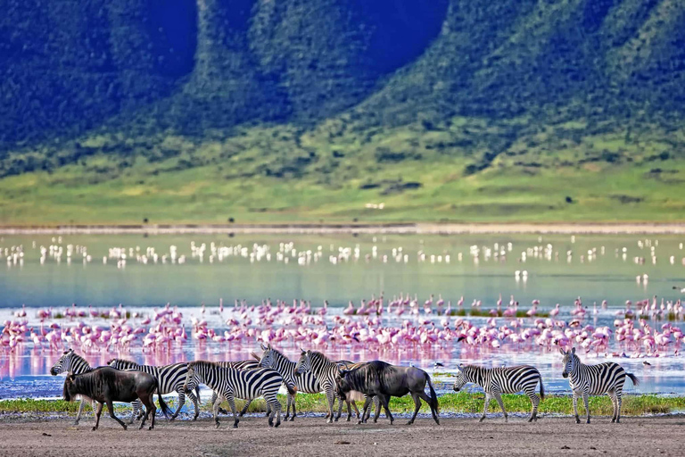 Tour nel Parco Nazionale del Serengeti e nel Cratere di Ngorongoro, partendo da ArushaEsplora il Parco Nazionale del Serengeti e il cratere di Ngorongoro per 3 giorni