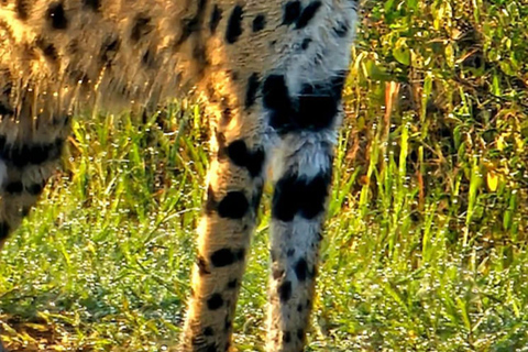 Nairobi National Park Game Drive Safari With Pick-Up