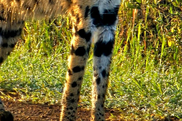 Nairobi National Park Game Drive Safari With Pick-Up