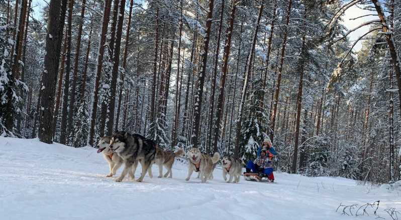Riga: Husky dog sledding or wheel cart ride, group tour