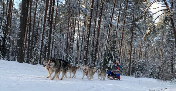 Ab Riga: Husky-Schlittenfahrt oder Wheel Kart Tour