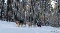 De Riga, de Husky Sledding ou de Wheel Cart Tour - Hizvo