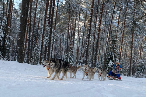 Au départ de Riga : excursion en traîneau à huskies ou en charrette à roulettes