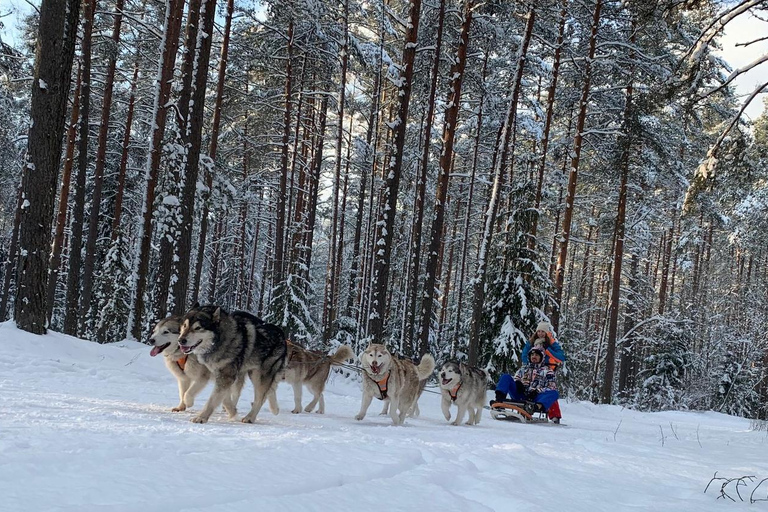 De Riga: Passeio de trenó puxado por husky ou de carrinho de mão