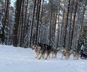 From Riga: Husky Sledding or Wheel Kart Tour