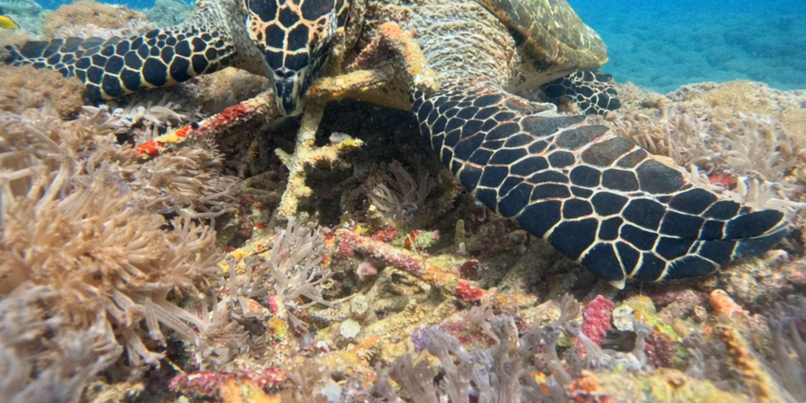 Bali/Nusa Penida: Manta Point Snorkeling & West Coast Tour
