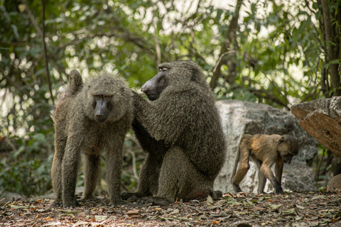 Akagera Wildlife Photography Safari: Big Five & Boat Cruise