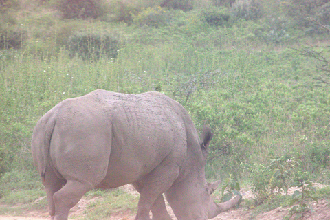 Nairobi: Sunrise Wildlife Safari with Hotel Pickup