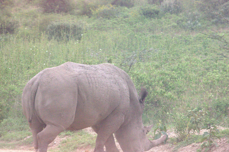 Nairobi: Sunrise Wildlife Safari with Hotel Pickup