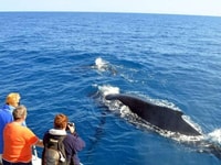 Mirissa, Marine Marvels Expedition Whale & Dolphin Encounter - Hizvo
