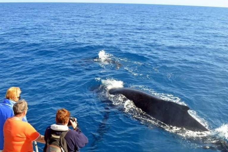 Expédition "Merveilles marines" : Rencontre avec les baleines et les dauphins"