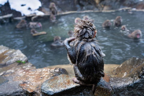 Tokio: Schneeaffen-private Tour und Nagano-individuell gestaltbare private TourInstagramable Snow Monkey Park Private Day Tour In Crown