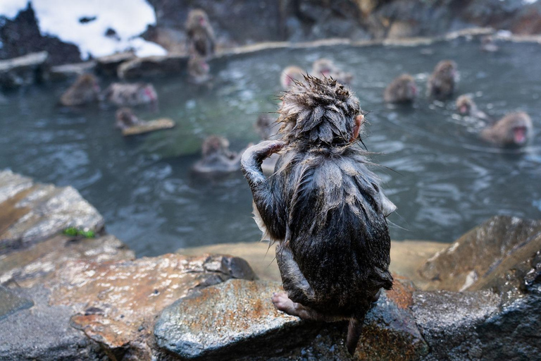 Tokio: Schneeaffen-private Tour und Nagano-individuell gestaltbare private TourInstagramable Snow Monkey Park Private Day Tour In Crown