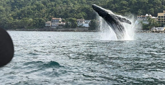Puerto Vallarta: Whale watching