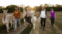 Mödling Vienna, Scenic Guided Hike with Alpacas and Llamas - Housity