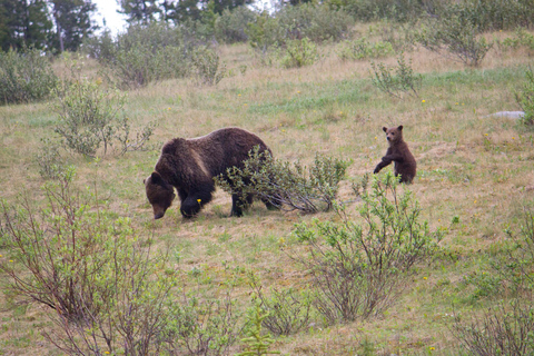 Banff: Guided Nature Walk with Bear Country Safety Tips