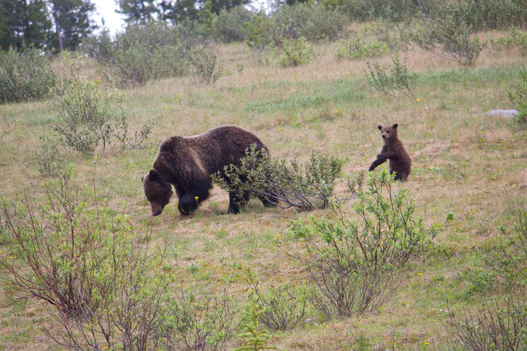 Banff: Guided Nature Walk with Bear Country Safety Tips