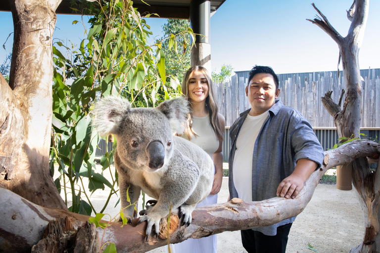Blue Mountains Tour w/Lunch: Scenic World, Zoo & Koala Photo