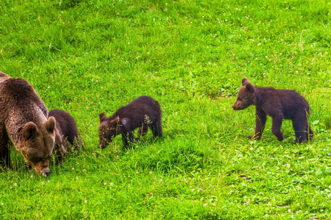 Brașov: 4-Hour Bear Watching Tour in Carpathian Mountains