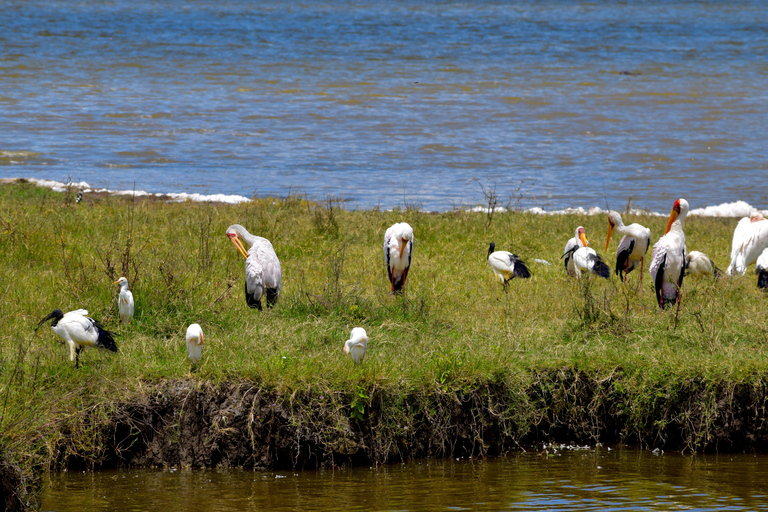 Arusha: Ngorongoro Crater Full-Day Safari Ngorongoro Crater: Full Day Safari