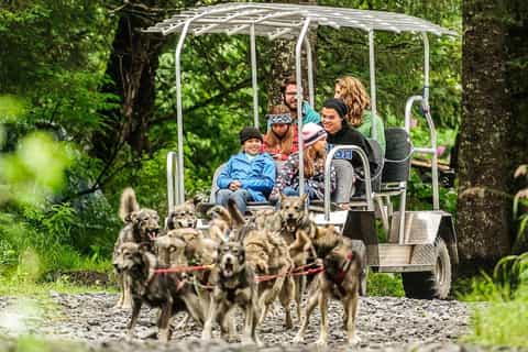 2026年キナイ半島自治区（アラスカ州）の犬ぞり＆ハスキー ツアー
