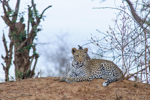 Jodhpur To Udaipur : Leopard Safari, Ranakpur & Kumbhalgarh