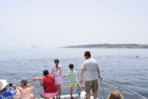 Estepona: Dolphins Searching Sea Cruise with Drink & Snacks Group Cruise