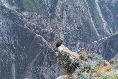 From Arequipa: Colca Canyon Full-Day Tour