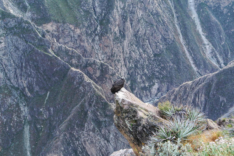 From Arequipa: Colca Canyon Full-Day Tour