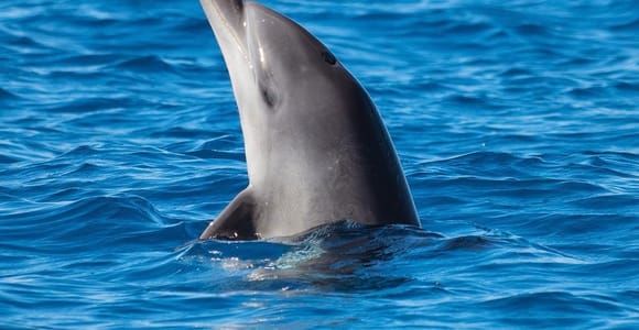 Olbia: Bootstour mit Delfinbeobachtung und Schnorcheln