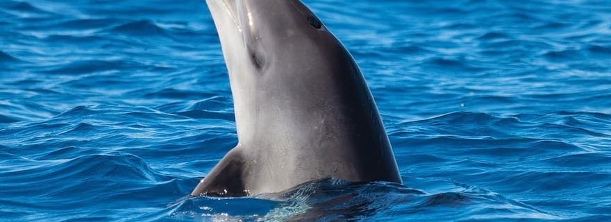 Olbia : tour en bateau avec observation des dauphins et plongée avec tuba