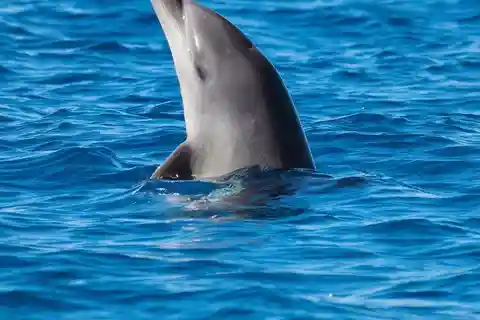 Olbia: Dolphin Watching and Snorkeling Boat Tour