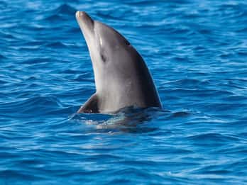 Olbia: Dolphin Watching and Snorkeling Boat Tour