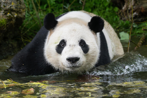 Vienna: Skip-the-line Tickets for Schönbrunn Zoo