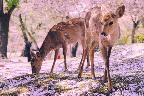 A Thousand Blossoms & Deer: Nara Spring Day Tour