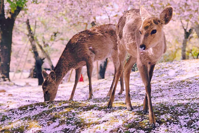 A Thousand Blossoms & Deer: Nara Spring Day Tour