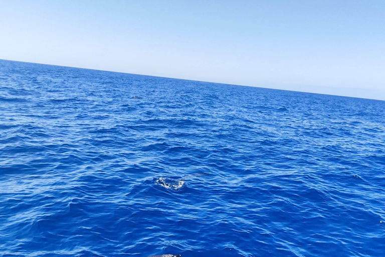 Morro Jable:Dolphin & Whale Watching Boat Tour & Snorkeling