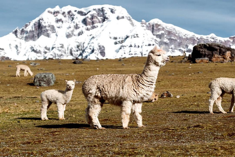 De Cusco: Caminhada pelas 7 lagoas de Ausangate com águas termais