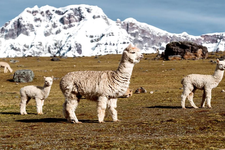 Från Cusco: Vandring i 7 laguner i Ausangate med varma källor