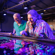 Bundaberg: Monsoon Aquatics Coral Farm Guided Tour