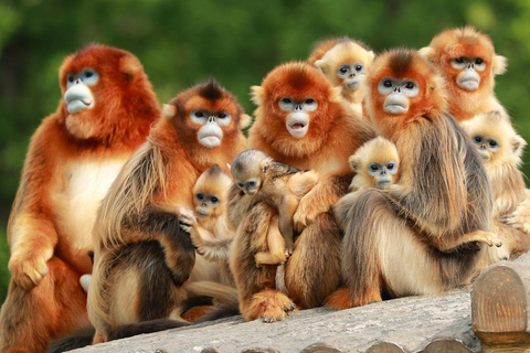 Shanghai: Wildlife Park, Xinchang, and Bund Private Tour