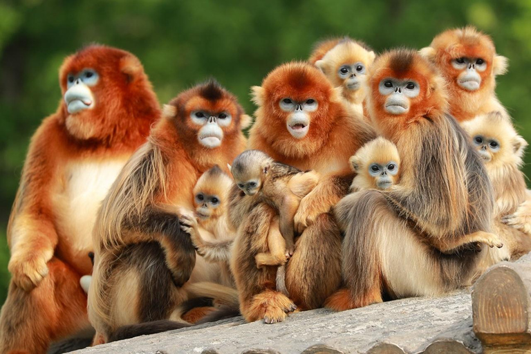 Shanghai: Wildlife Park, Xinchang, and Bund Private Tour