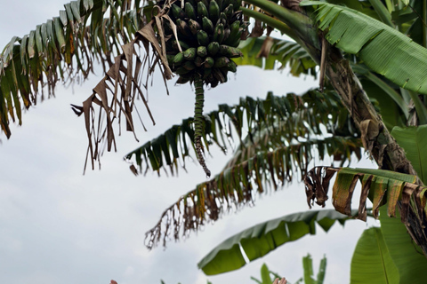 Bali: Private Jungle Swing, Waterfall & Rice Paddy Tour Private Tour with Entrance Fess