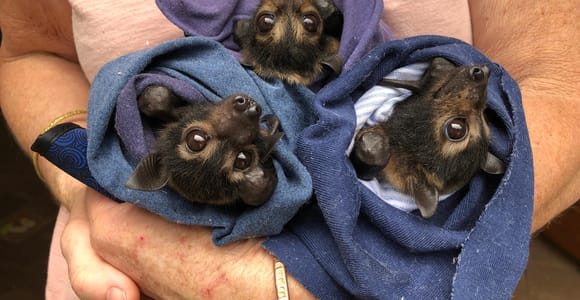 Atherton: Bat Sanctuary Tour with Guide