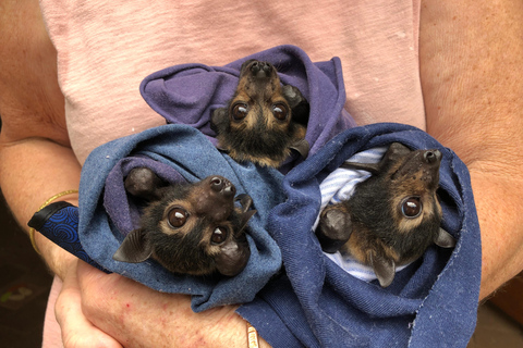 Atherton: Bat Sanctuary Tour with Guide