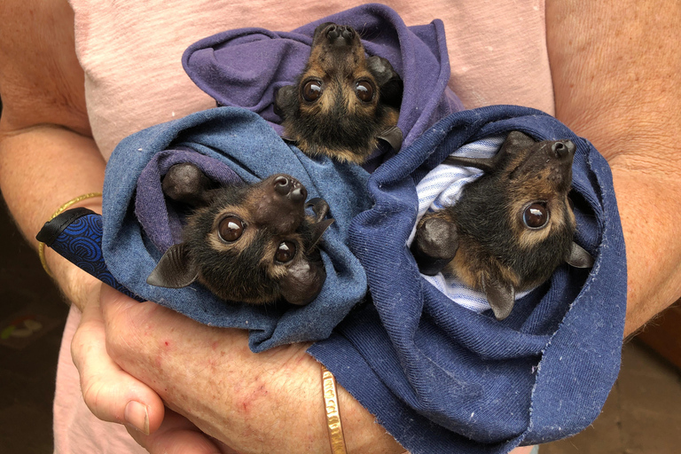 Atherton: Bat Sanctuary Tour with Guide