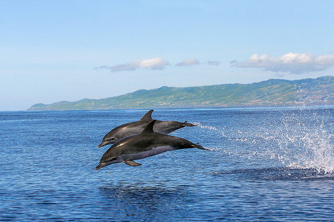 Açores : Observation de baleines et ilot en bateau